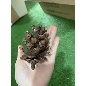 Cảnh thông khô Decor trang trí nhà cửa - Hoa khô decor