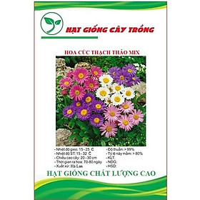 Hạt giống hoa cúc thạch thảo mix màu CT397 - Gói 50 hạt