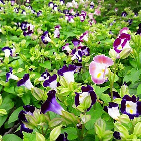 Mua Cây hoa Phăng Xê - hoa bươm  tử la lan  hoa pensee  hoa pansy  hoa panse (Ảnh thật)