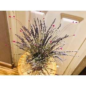 Mua Lavendin - Lavender Hoa oải hương giống Anh