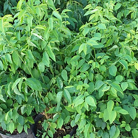 Mua Hạt giống rau bồ ngót - rau bột ngọt VTS35