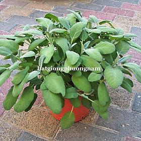 Mua 20H - HẠT GIỐNG XÔ THƠM