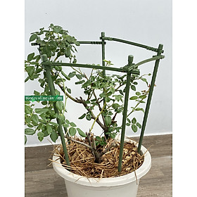 Mua KHUNG NGŨ GIÁC CAO 90CM  CẠNH 28CM