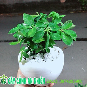 Mua Chậu Cây Ngũ Gia Bì