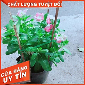 Hoa Dừa Cạn Màu Hồng (có sẵn hoa)