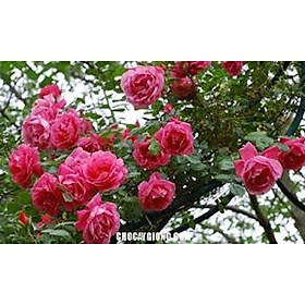 COMBO 10 BẦU GIỐNG Hoa hồng cổ Sapa – Hoa hồng rực rỡ xứ Tây Bắc, bầu cây giống hàng dâm cành từ nguyên bản cây mẹ