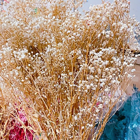 Mua Hoa Baby Bloom trắng tinh khôi Gypsophila hoa khô trang trí phòng