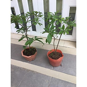 Mua Cây lộc vừng giống lá nhỏ