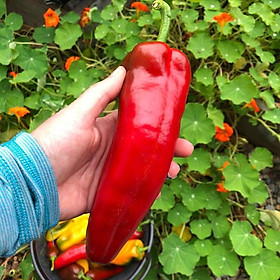 Mua HẠT GIỐNG ỚT SỪNG NGỌT ROSA