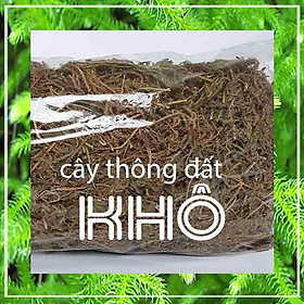 Mua Cây Thông Đất khô sạch đóng gói 500gram