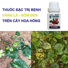 ĐẶC HIỆU TRỪ BỆNH VÀNG LÁ TRÊN CÂY HOA HỒNG; TRỪ BỆNH ĐỐM ĐEN TRÊN CÂY HOA HỒNG; BÁCH BỆNH 15ML