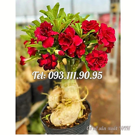 Mua Hạt giống hoa sứ ghép hoa Thiên Vương cánh đỏ đen - Bịch 10 hạt – Mã số 2094
