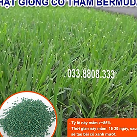 HẠT GIỐNG CỎ THẢM BERMUDA XANH 1KG - CỎ THẢM CẢNH - CỎ THẢM TRANG TRÍ SÂN VƯỜN SÂN BÓNG