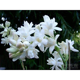 CỦ HUỆ TRẮNG NGOẠI CÁNH KÉP