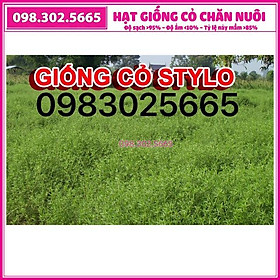 Hạt giống cỏ đậu stylo trong chăn nuôi - 0,5kg