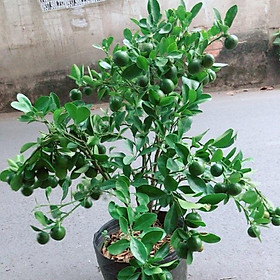Mua Cây Quất Sẵn Quả