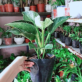 Mua Cây Trầu Bà Đế Vương Sọc (Kim Cương)