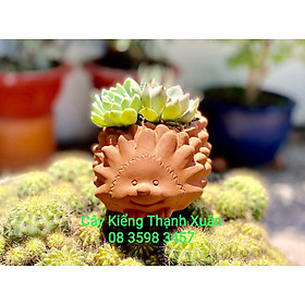 Chậu đất nung trồng cây - Chậu trồng cây sen đá, xương rồng Hình Nhím (Cỡ trung) có lỗ thoát nước