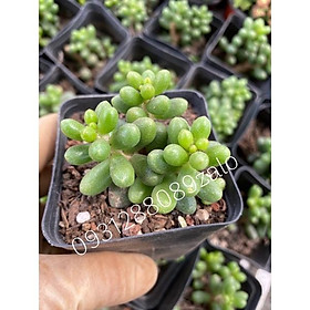 Cây sen đá trứng rùa xanh bụi 1 gốc