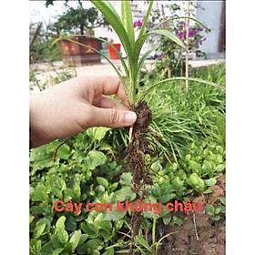 CÂY LÁ DỨA  CÂY GỬI NHƯ HÌNH CUỐI