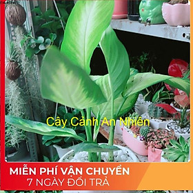 Chậu Cây Vạn Niên Thanh