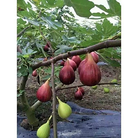 Mua Cây sung Mỹ-sung ngọt cao 60cm