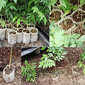 Combo 100Túi ươm hạt giống , Túi vải không dệt ươm hạt giống (8x10cm)