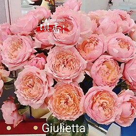 Hoa hồng Julietta - cây hoa hồng đẹp nguyên bản