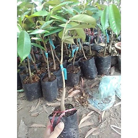 GIỐNG CÂY SẦU RIÊNG THÁI CHO QUẢ SAU 1 NĂM