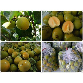 CÂY HỒNG GIÒN - SIÊU QUẢ, CAM KẾT GIỐNG CHUẨN