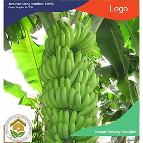 Mua CÂY GIỐNG CHUỐI GIÀ LÙN NAM MỸ SIÊU QUẢ SIÊU KINH TẾ