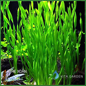 CÂY THUỶ SINH HẸ XOẮN - Vallisneria americana sp natans