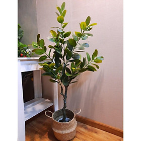 Mua Cây Phước Lá Vàng cao 1m3