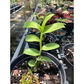 Mua kie Hoa phong lan giã hạc(phi điệp) 5CT mắt mờ hải dương. cây đẹp  cam kết chất lượng  hàng sổ xố