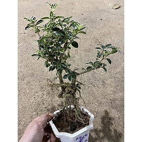 Cây bạch tuyết mai dáng bonsai