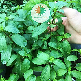 Chậu Cây Bạc Hà Pepper mint - Bạc Hà Âu