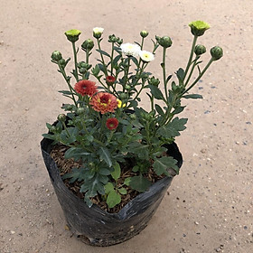 Cây hoa cúc ruby mix màu, chiều cao 12cm hoa nở bắt mắt dễ chăm sóc sức sống mãnh liệt dùng trang trí sân vườn