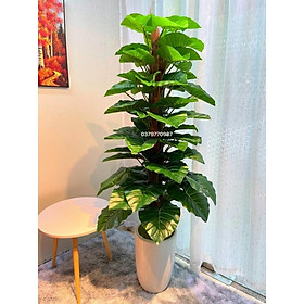 Mua Cây trầu bà leo cột giả giống thật 99% – Cao 160 cm – Ngang 50 đến 60 cm – Cây giả  hoa lụa decor trang trí rẻ  bền  đẹp