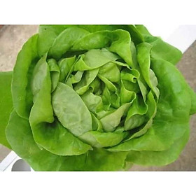Mua Hạt Giống Xà Lách Hoa Hồng - Xà Lách Đăm