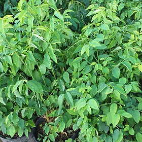 Mua Hạt giống Rau Ngót - gói 01 gr
