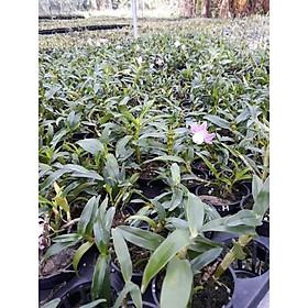 Mua hoa phong lan _ denro hồng phấn