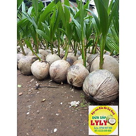 Mua DỪA SÁP CÂY GIỐNG ĐẶC SẢN CẦU KÈTV