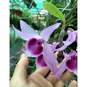 Phong lan phi điệp tây nguyên rễ khỏe, ấm chậu