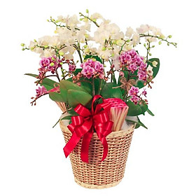 Mua Giỏ hoa tươi - Ngưỡng Mộ Và Quý Phái 4183