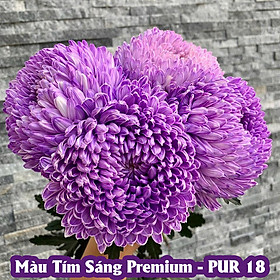 Mua Gói Bột Nhuộm Hoa tươi Premium Color (7g pha 1L nước  màu hoa) nhuộm Hơn 250 Cành Hoa Nhanh Chóng và Hiệu Quả  An Toàn Cho Người Sử Dụng Tại Nhà