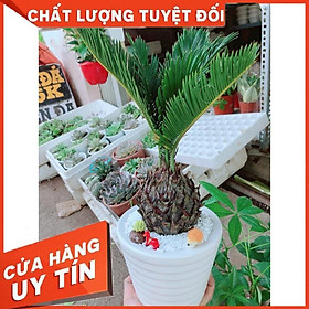 Chậu cây vạn tuế tiểu cảnh Nhiều Người Mua