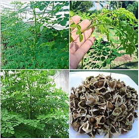 Mua Hạt giống cây chùm ngây F1 - 20 hạt/gói