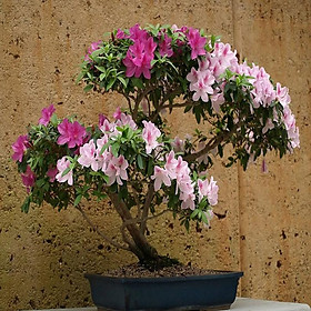 CÂY GIỐNG HOA ĐỖ QUYÊN NHẬT BẢN ĐỦ MÀU