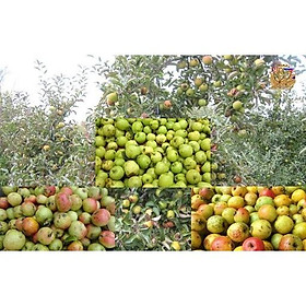 Cây táo mèo rừng giống