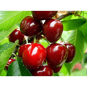 CÂY GIỐNG CHERRY MỸ tặng 2 cây chanh leo